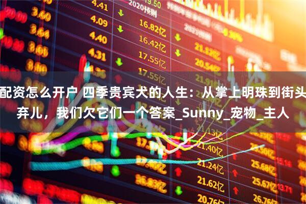 配资怎么开户 四季贵宾犬的人生：从掌上明珠到街头弃儿，我们欠它们一个答案_Sunny_宠物_主人